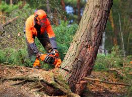 Best Leaf Removal  in Indian Mountain Lake, PA