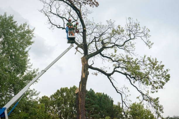 How Our Tree Care Process Works  in  Indian Mountain Lake, PA